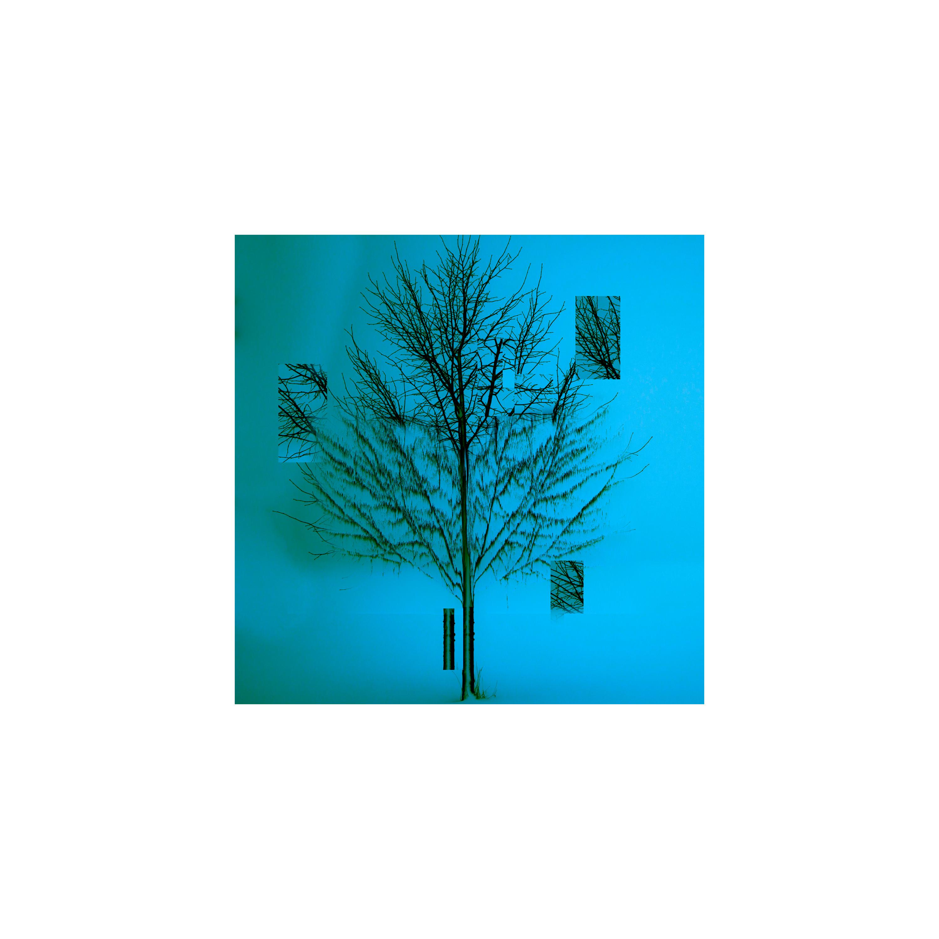 沉默的树(ft.木秦)