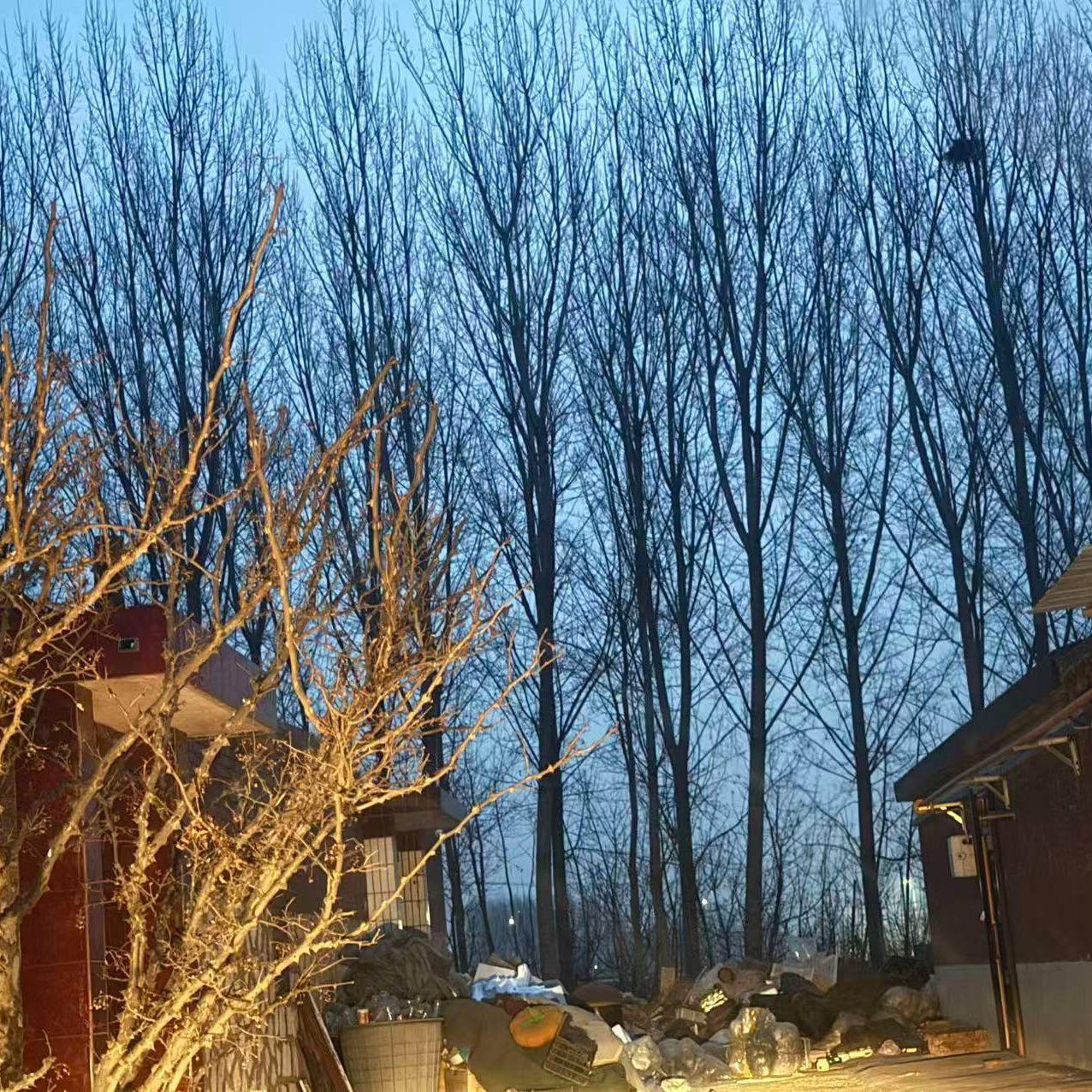 飞雪迎春到封面