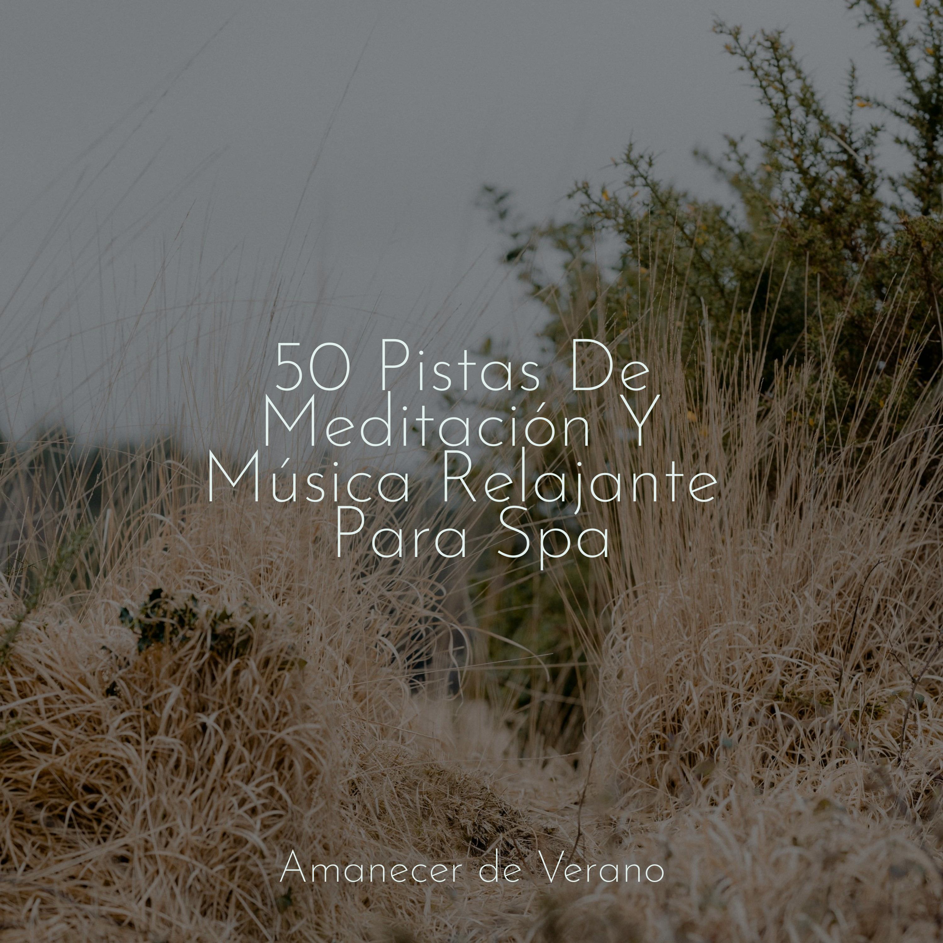 Ahora Vibrante_Musica de Piano Escuela_50 Pistas De Meditación Y Música Relajante Para Spa | 在线播放_Ahora Vibrante歌词_Ahora Vibrante下载 | 网易云音乐