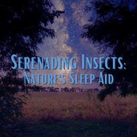 Serenading Insects: Nature's Sleep Aid