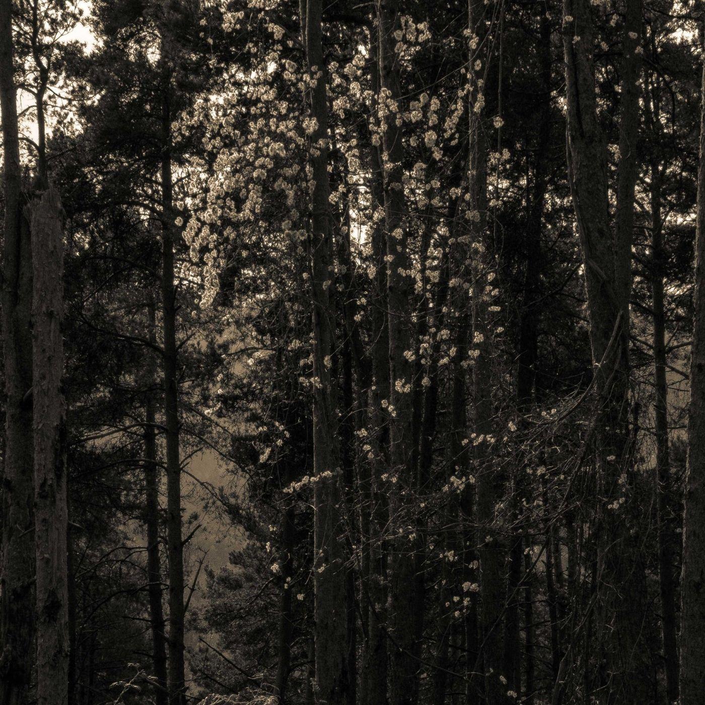 Dream Thief (Original Mix)