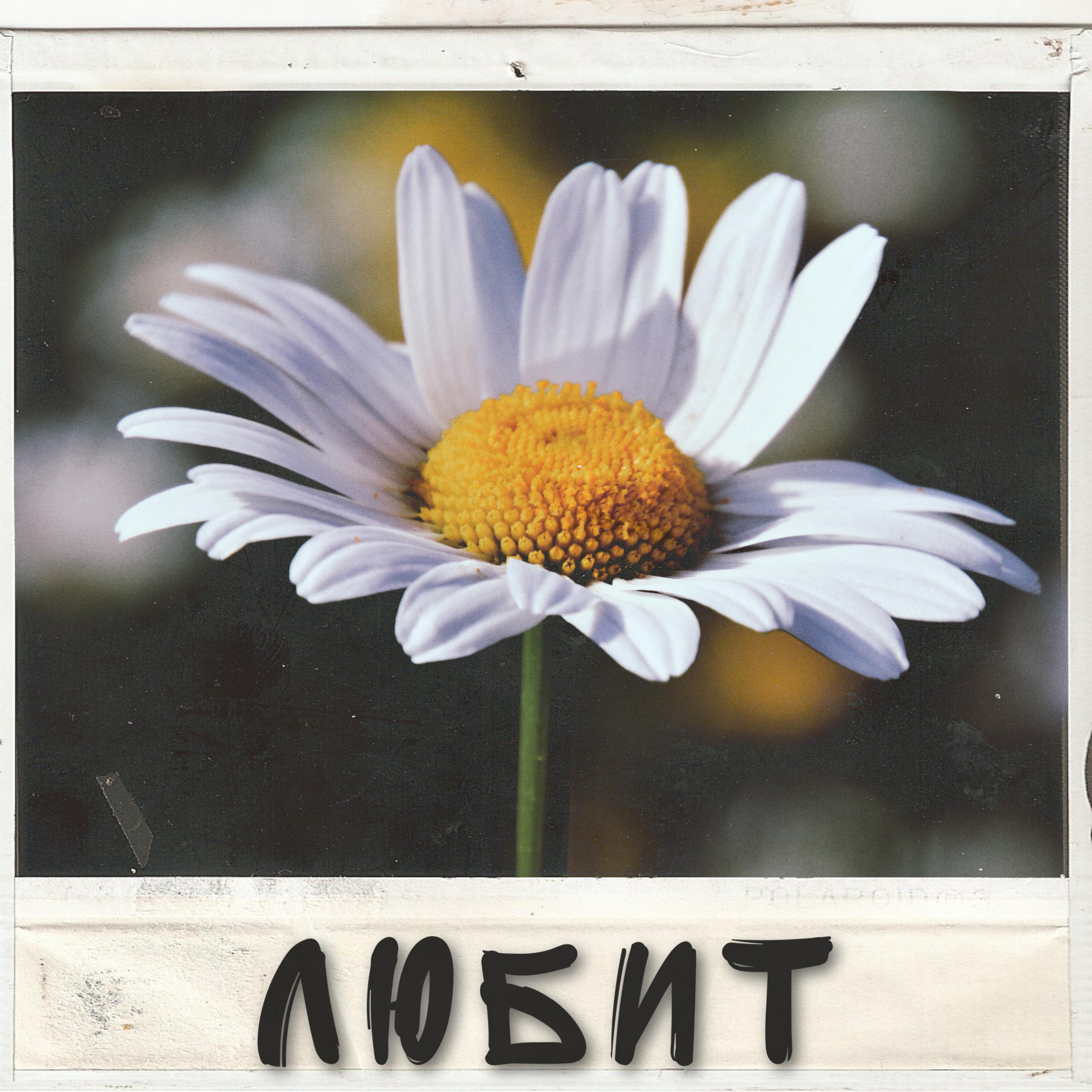 Любит (Prod. by Jetty Gas)