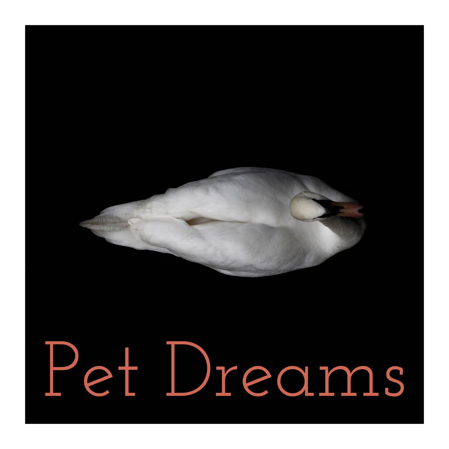 Dream Pets Adopt Me