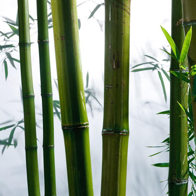 竹枝词（吴语版）