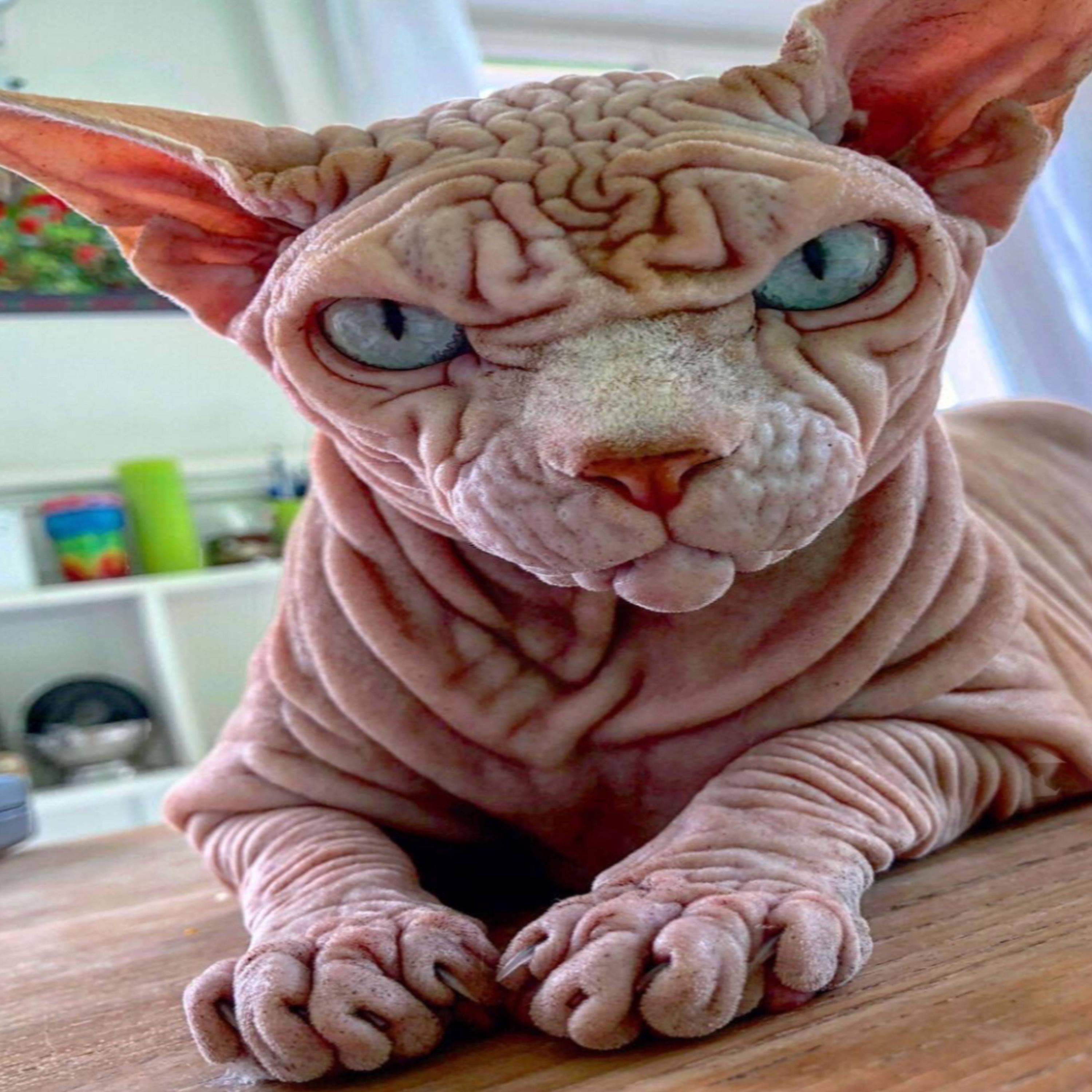 My Daughter's Skinless Cat