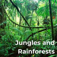 Jungles and Rainforests