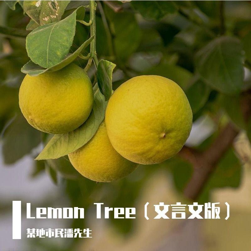 lemon tree（文言文版）封面