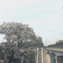 蔡依林