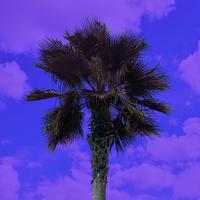 Tropical