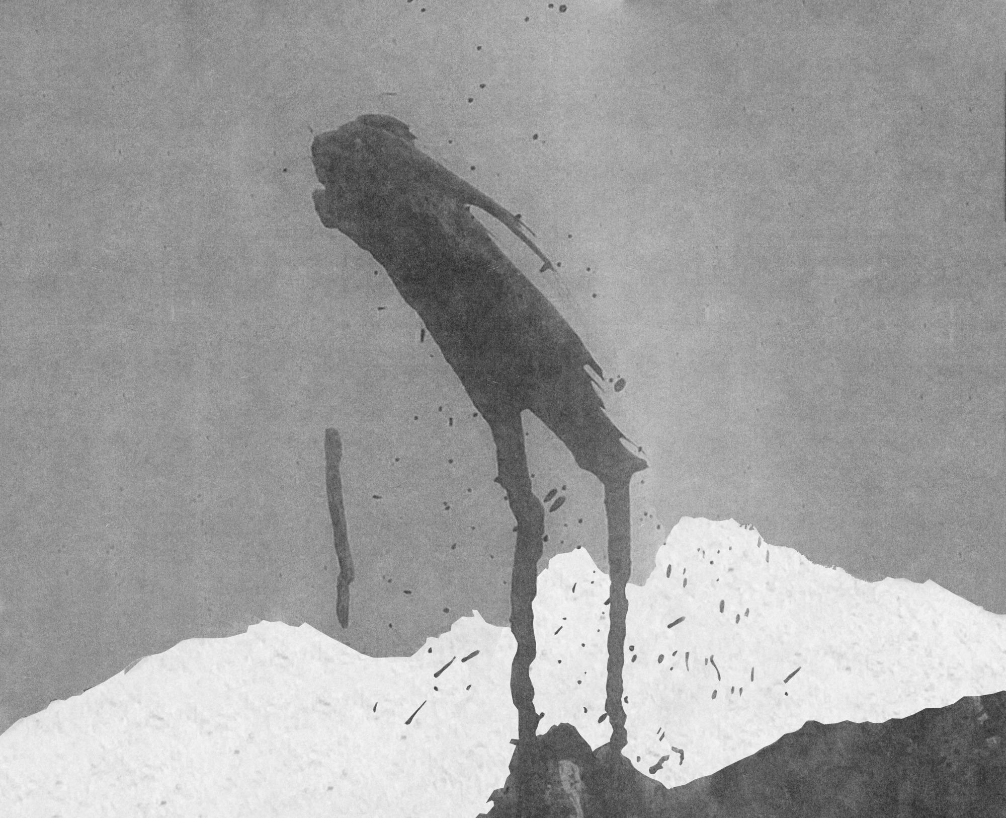 狗毛