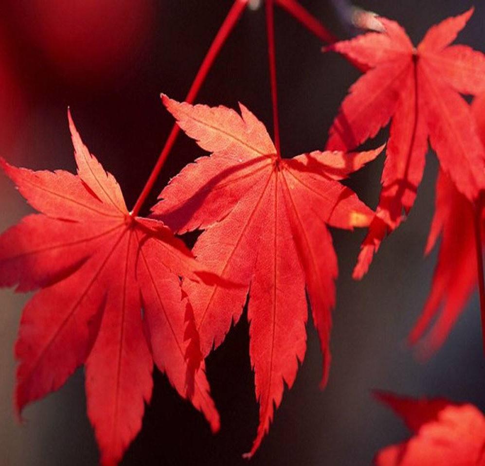 枫叶播放器 华为_华为p8 显示器 播放_华为手机音乐播放器设置循环播放