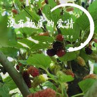 没有物质的爱情
