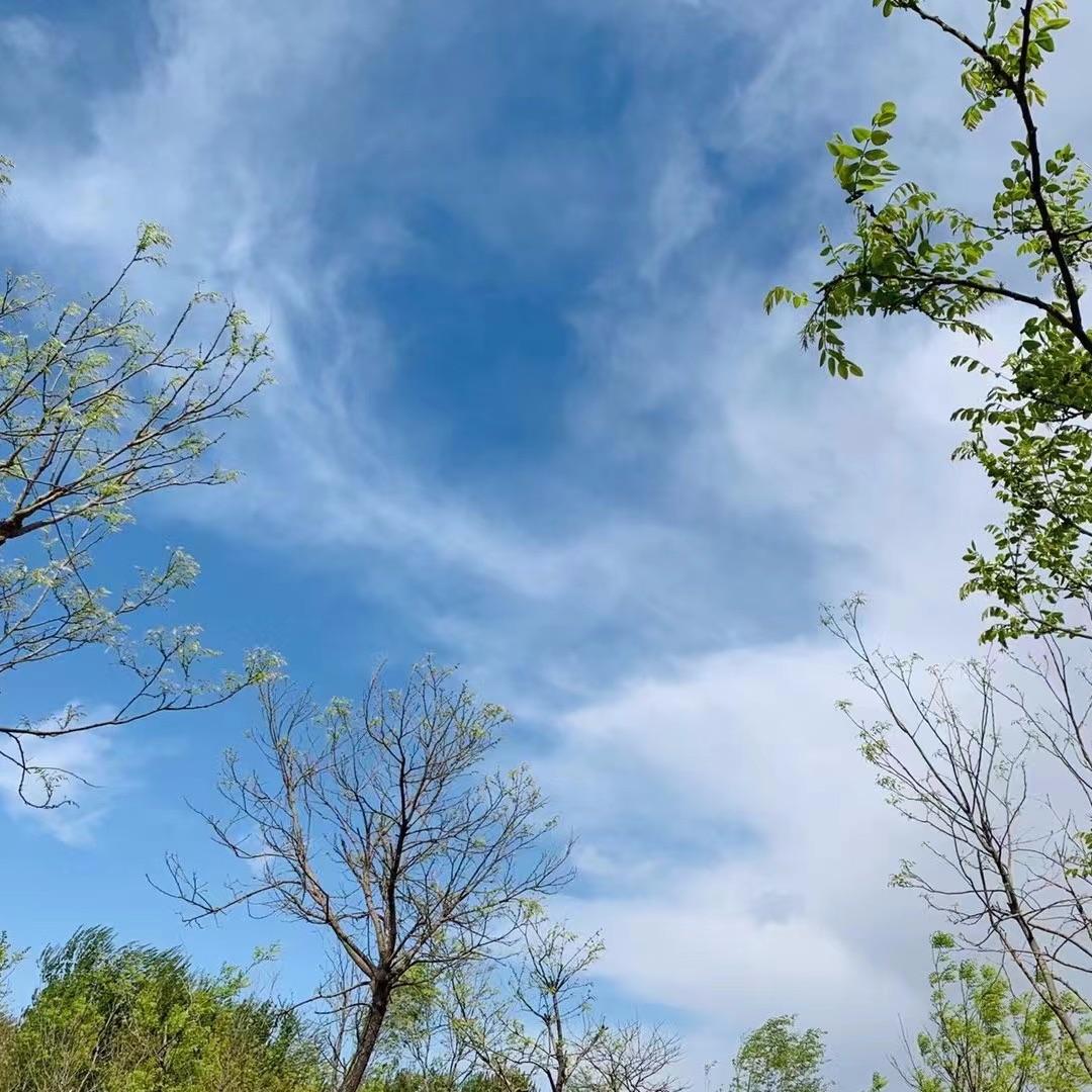忘忧草封面