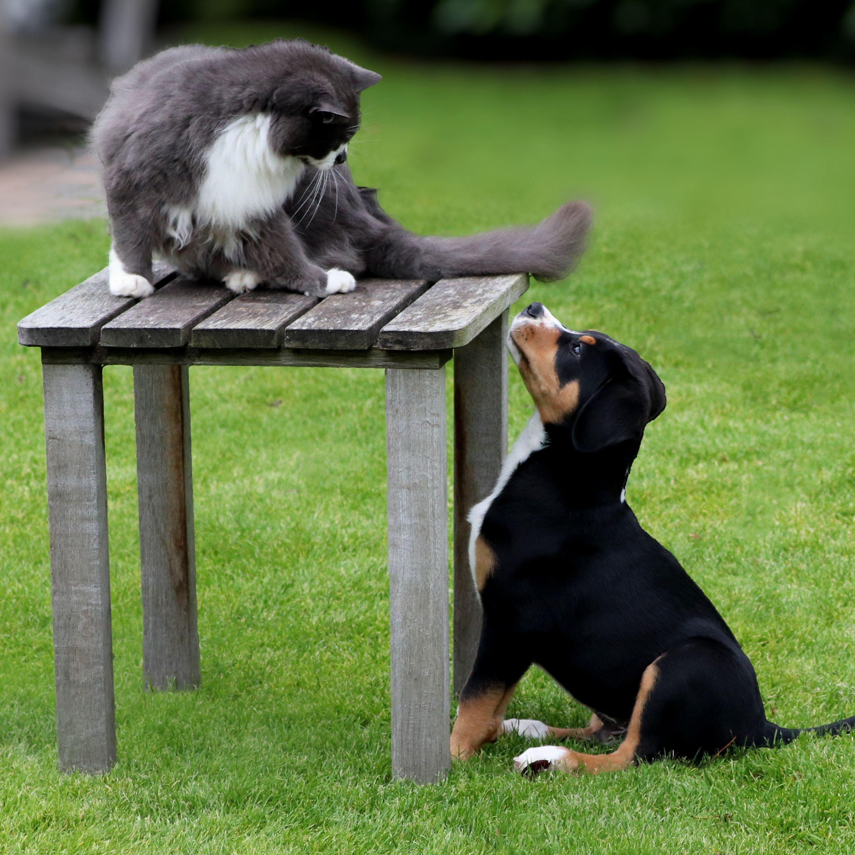  Discover the Benefits of the Pioneer Pet Raindrop Pet Fountain: A Must-Have for Your Furry Friends