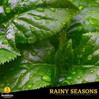 Rainy Seasons - Rain Nature Sounds in Different Atmospheres, Vol. 10