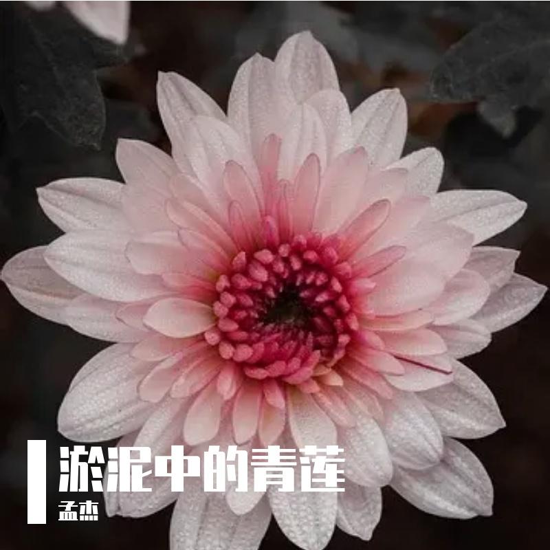 历史长河的叹息封面