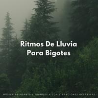 Ritmos De Lluvia Para Bigotes: Música Relajante Y Tranquila Con Vibraciones Oceánicas