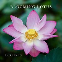 Blooming Lotus