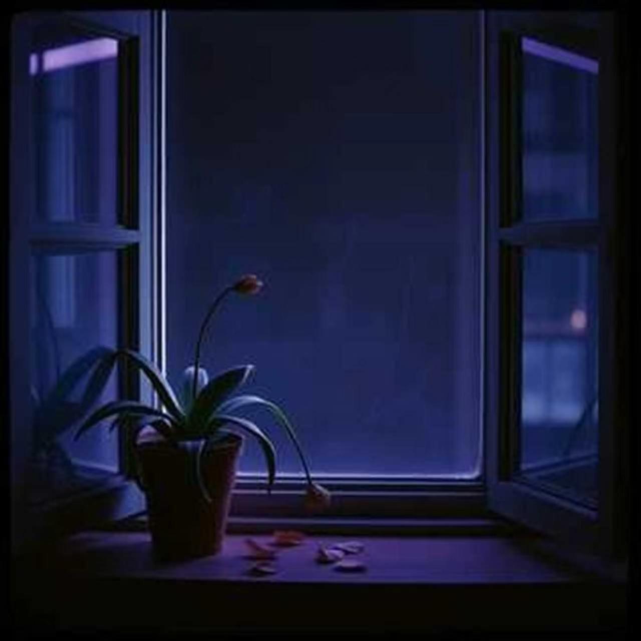 昙花期封面
