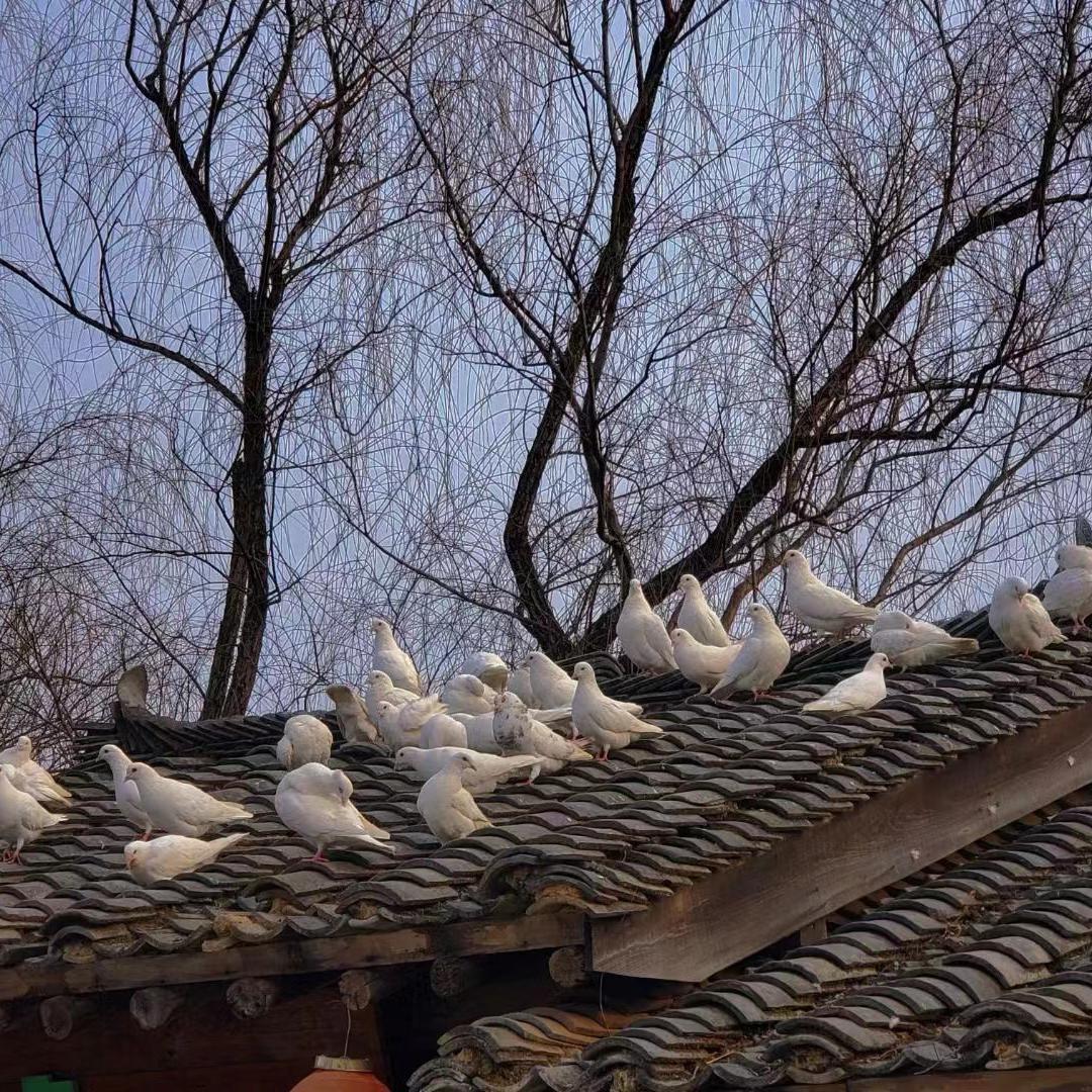 那个地方封面