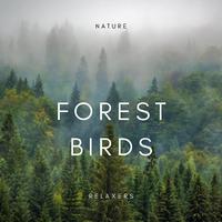 Forest Birds