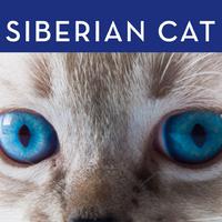 Siberian Cat