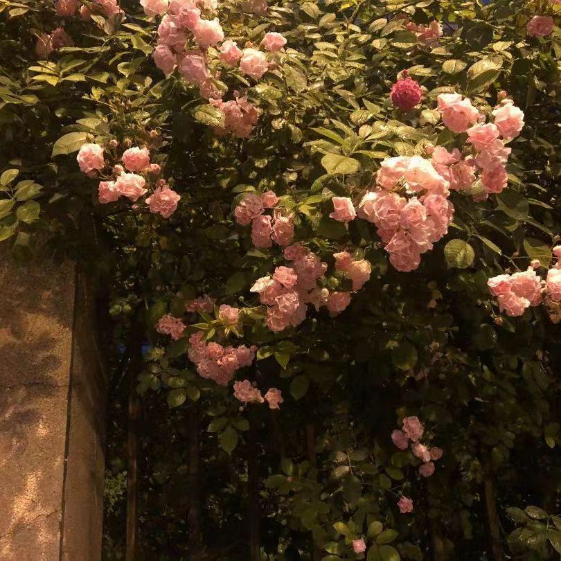 要一起(cover周深）封面