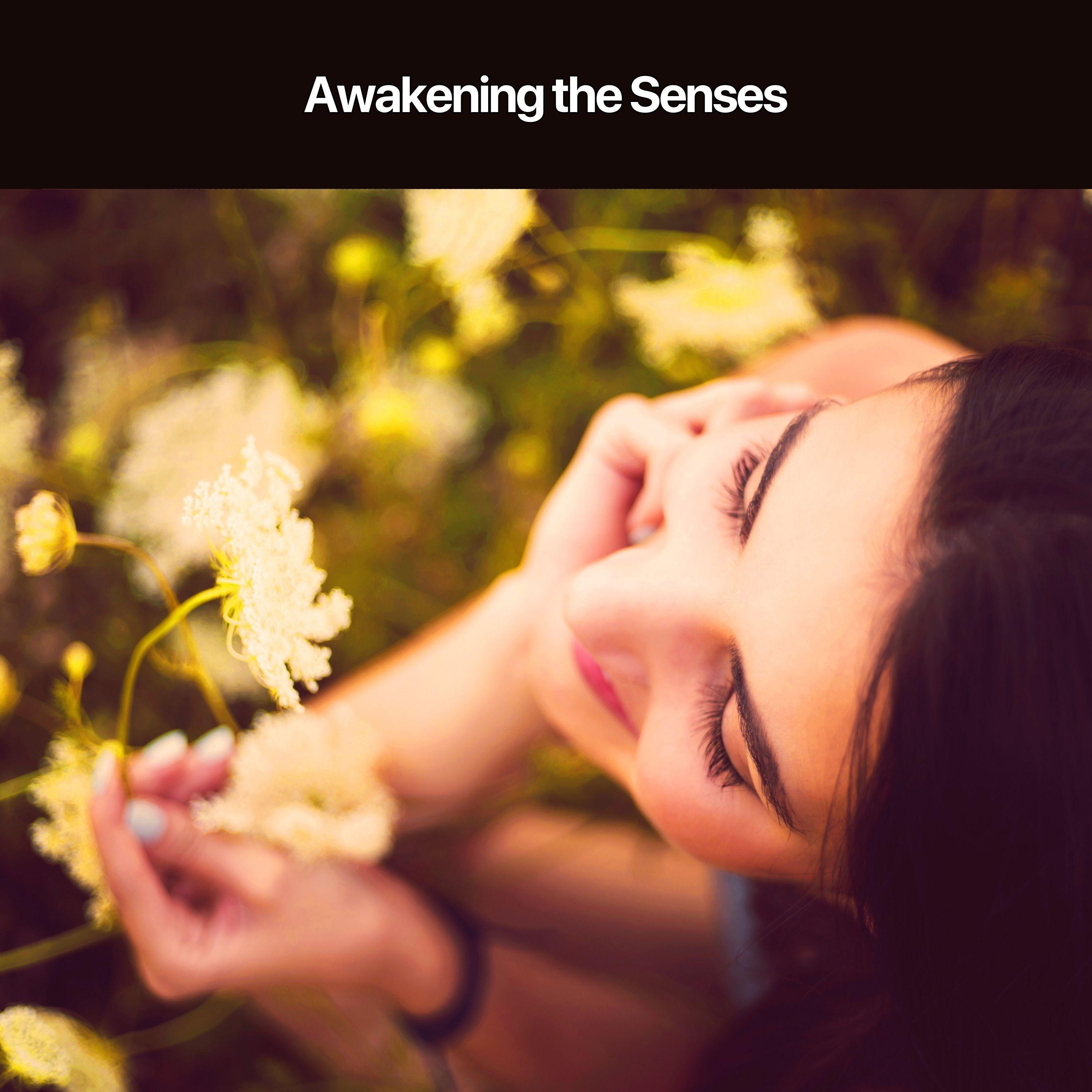 Exploration of Calmness_Collection Spa_Awakening the Senses | 在线播放_Exploration of Calmness歌词_Exploration of Calmness下载 | 网易云音乐