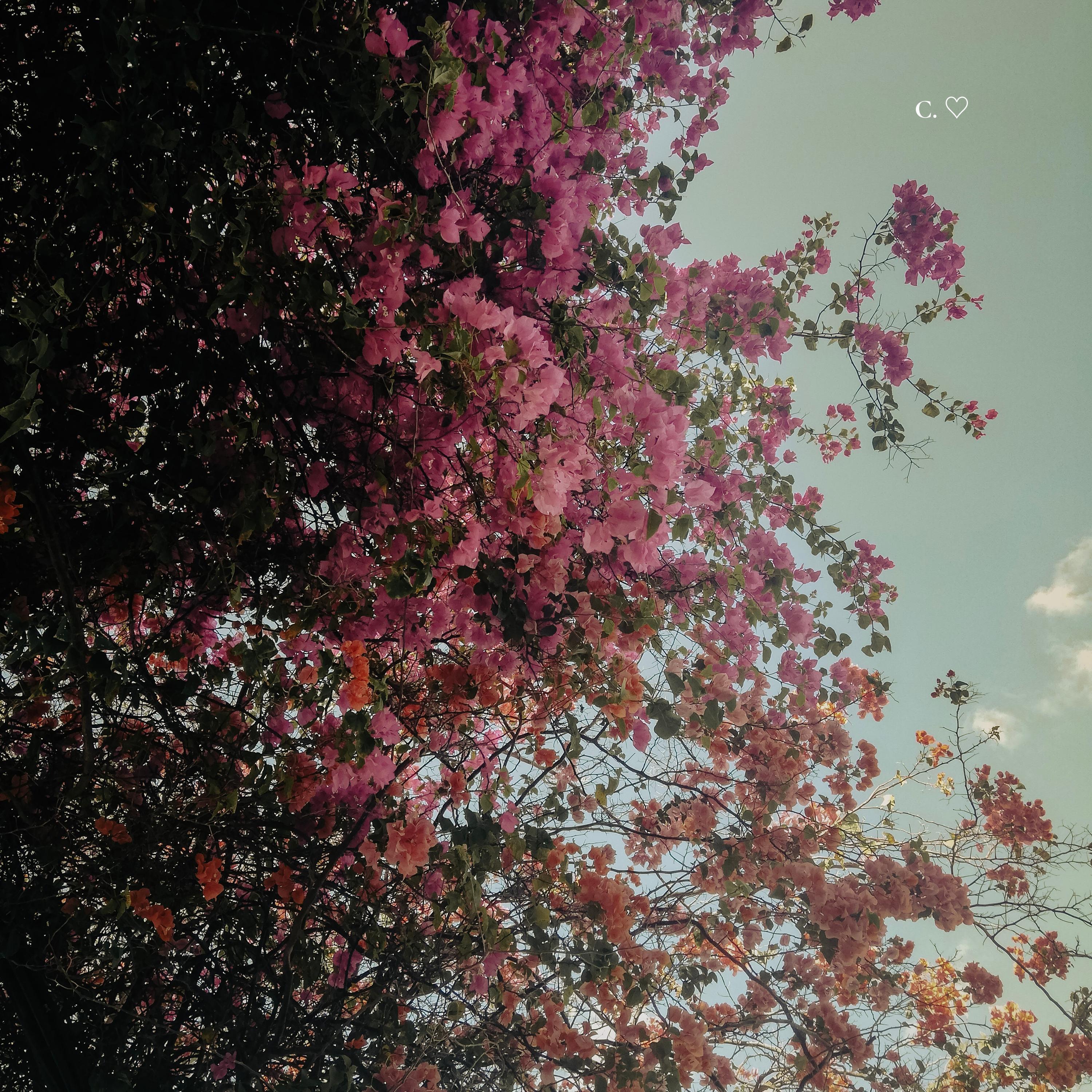 C. ♡ (Spanish version)