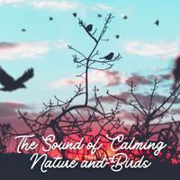 The Sound of Calming Nature and Birds - 1 Hour