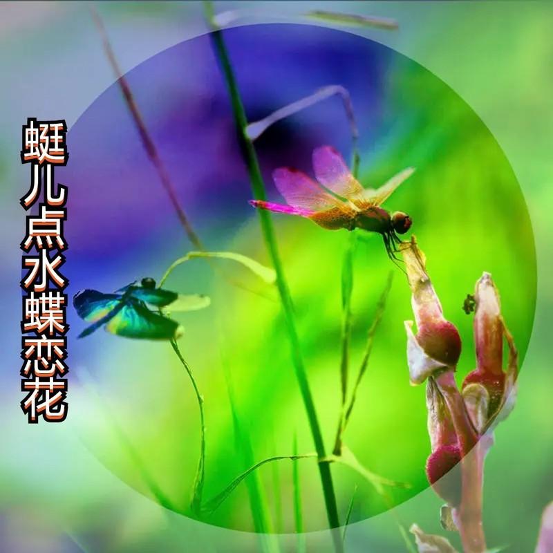 蜓儿点水蝶恋花DJ (伴奏)封面