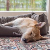 Woofing Thunders: Rain on the Window for Sleeping Dogs