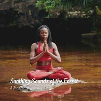 Soothing Sounds of the Forest: A Meditation Journey