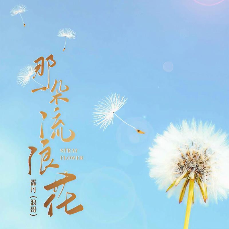 那一朵流浪花 (DJ沈念版)封面