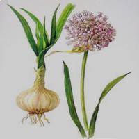 Allium Sativum