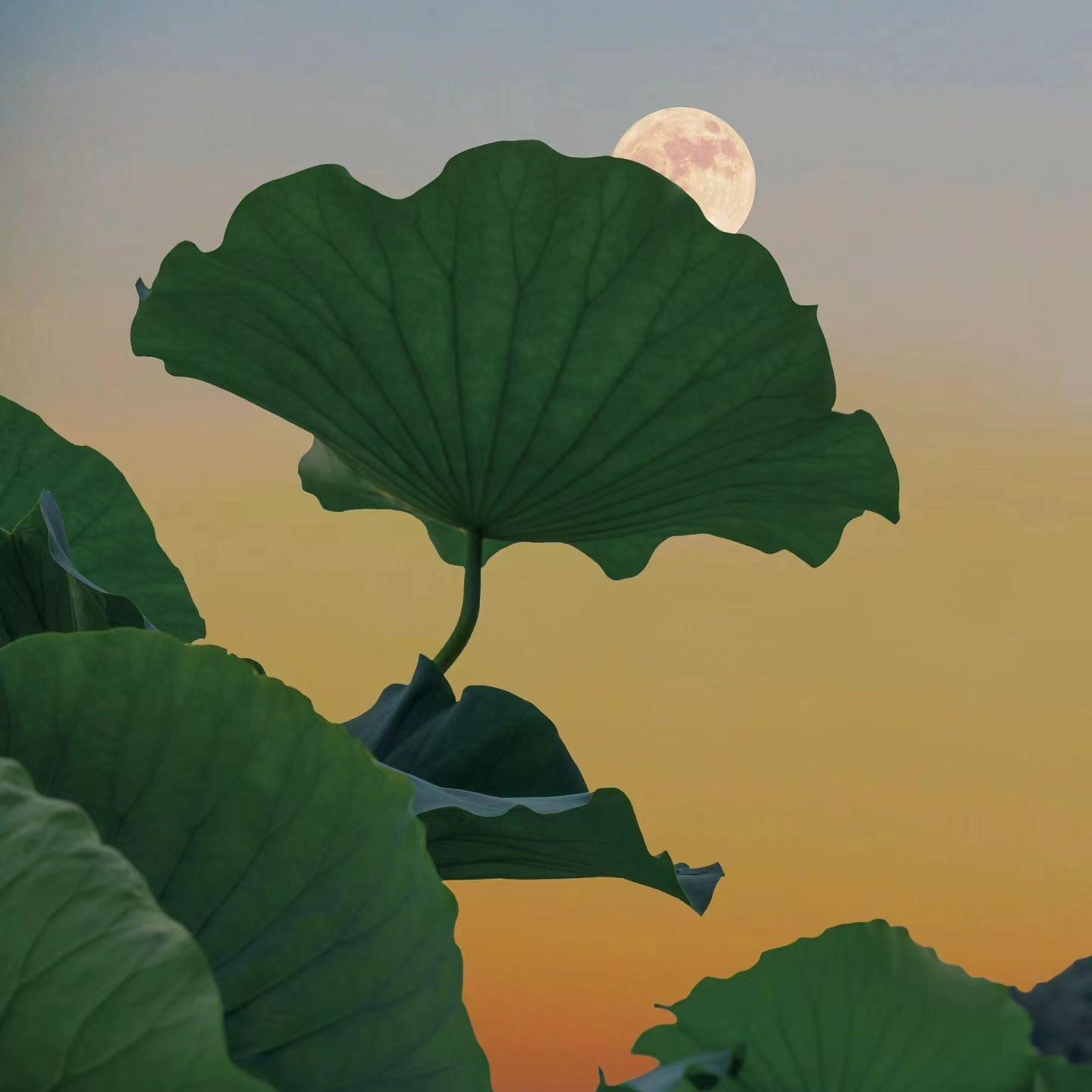 泛舟封面