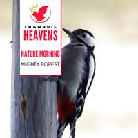 Nature Morning - Mighty Forest