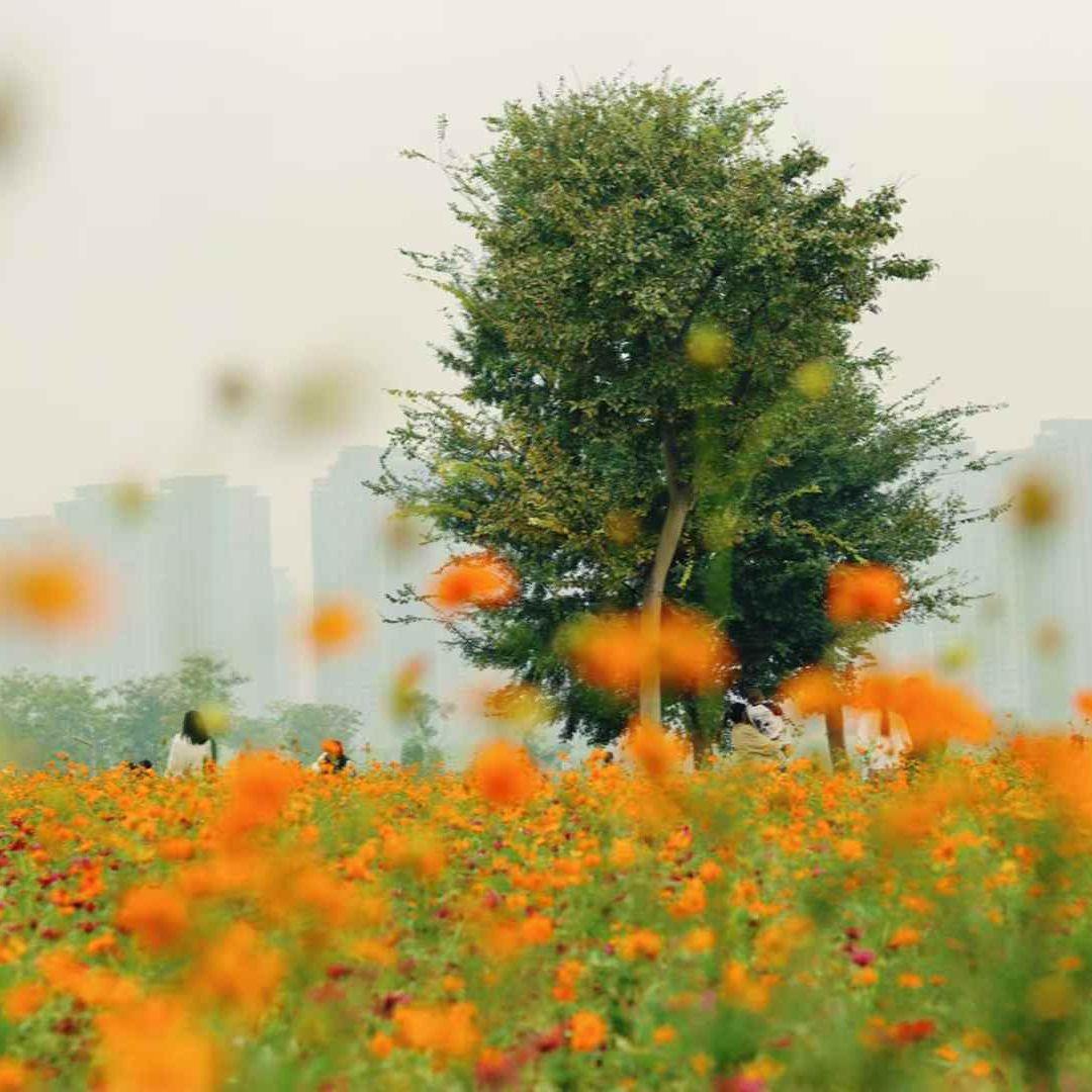 时差里的青花封面