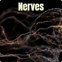 Nerves