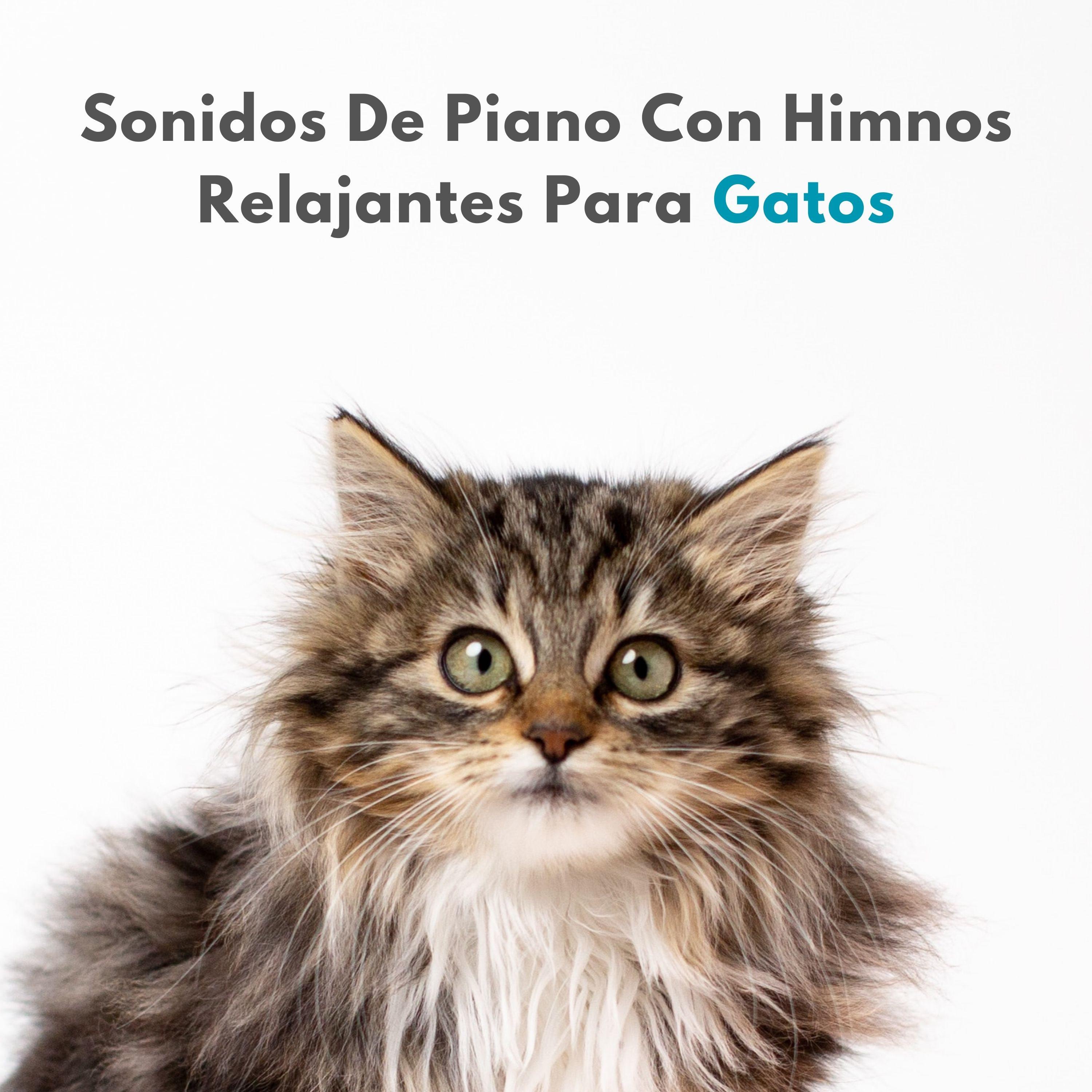 Himnos Celestiales_Relajante Universo de Música de Piano_Sonidos De Piano Con Himnos Relajantes Para Gatos | 在线播放_Himnos Celestiales歌词_Himnos Celestiales下载 | 网易云音乐