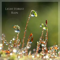 Light Forest Rain