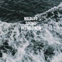 Wildlife Sound Recordings