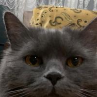 Jezzziy