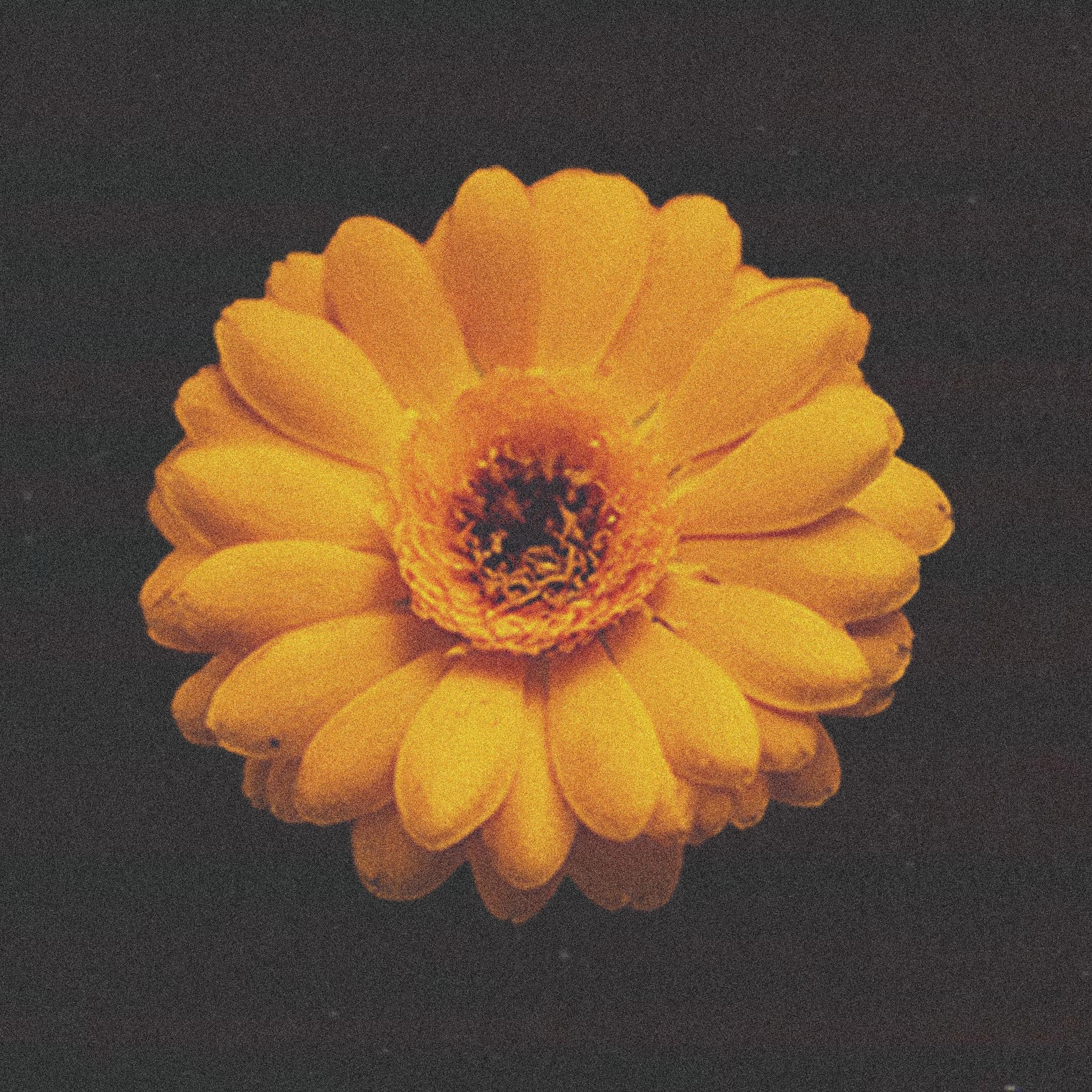 song-img