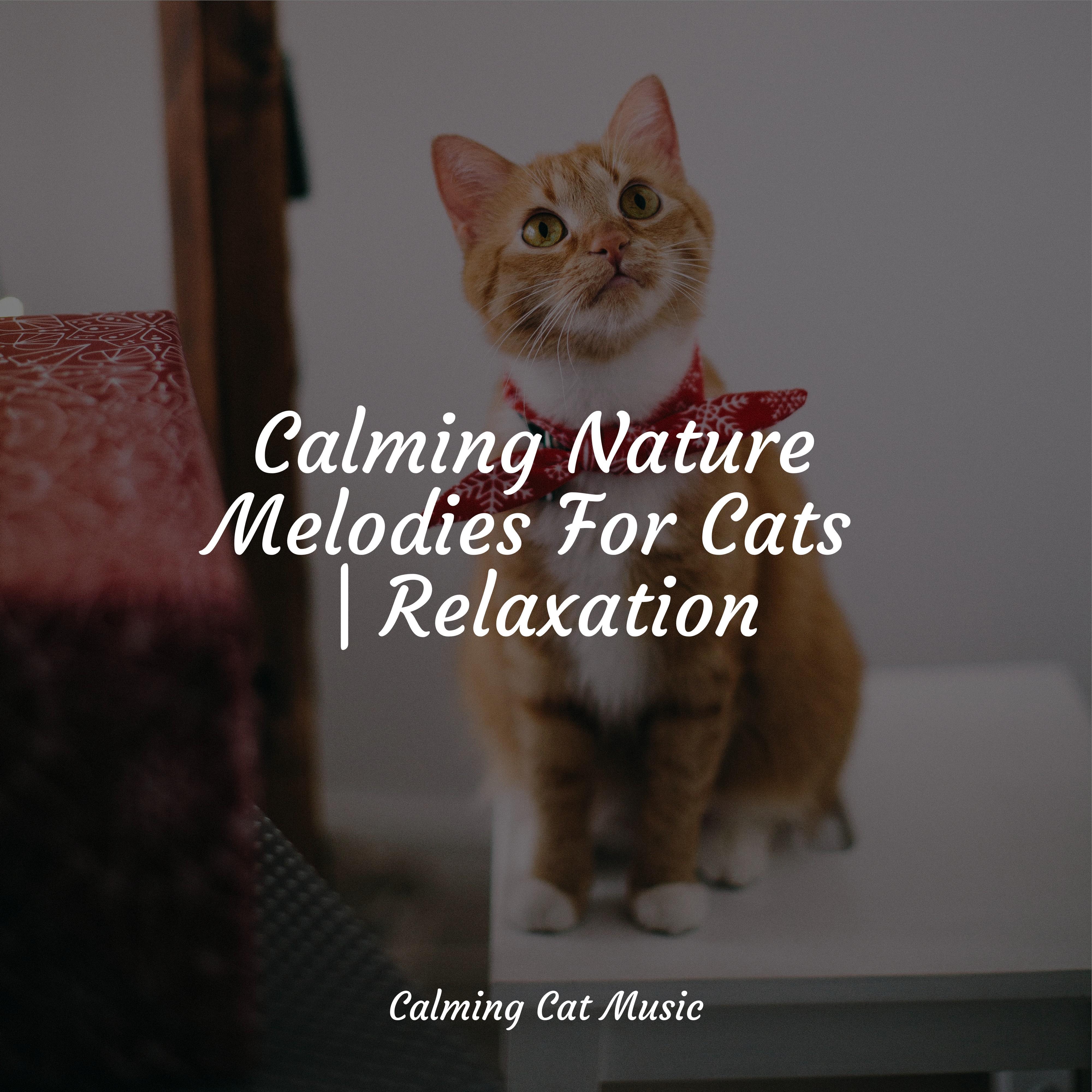 Welness and Mindfulness Music for Pets Library/Pet Care Club/Music for Cats TA 单曲 网易云音乐