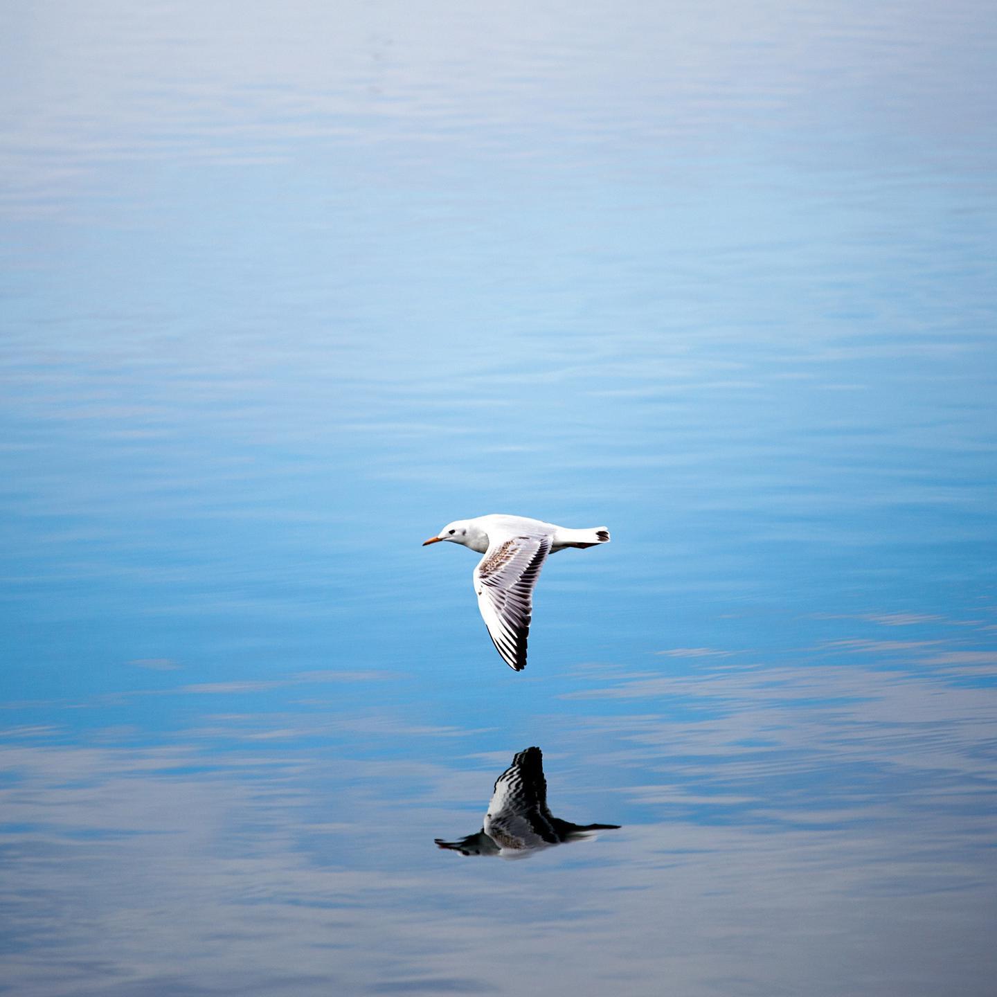 同花顺：cover林倛玉