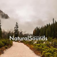 Unwind with Natural Sounds