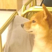 安琪快去练琴