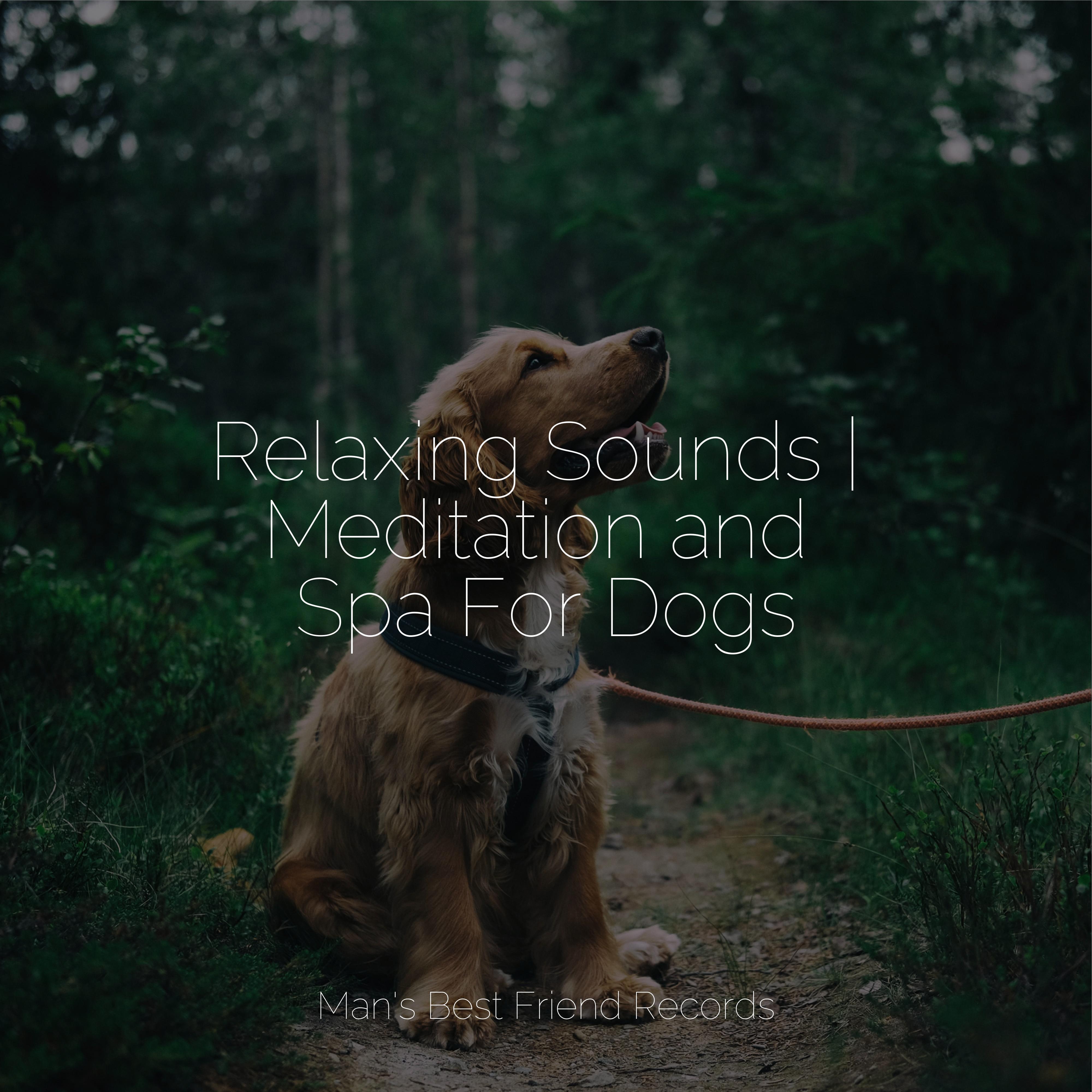 stress-relief-sleep-music-for-dogs-dog-music-sleepy-dogs