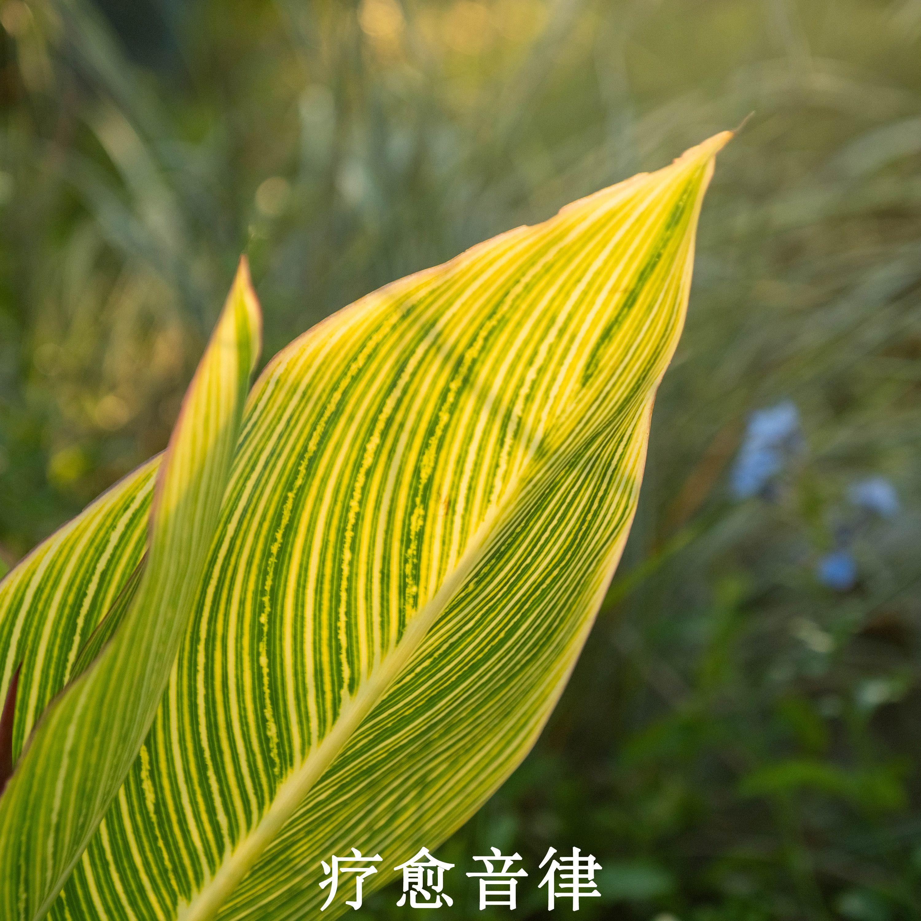 清新放松 治愈浮躁封面